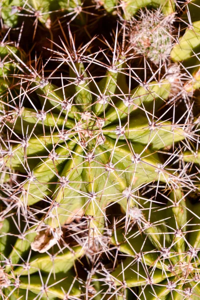 Cactus textur bakgrund — Stockfoto