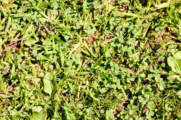 Zielony wzór trawy tekstury — Zdjęcie stockowe
