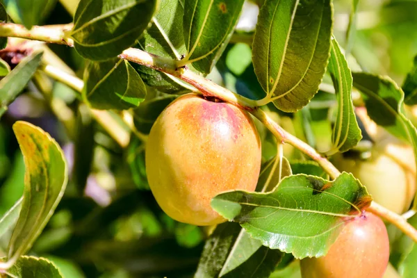 Zizyphus jujuba Frucht — Stockfoto