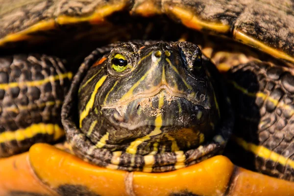 Trachemys Scripta Elegans Tortuga — Foto de Stock