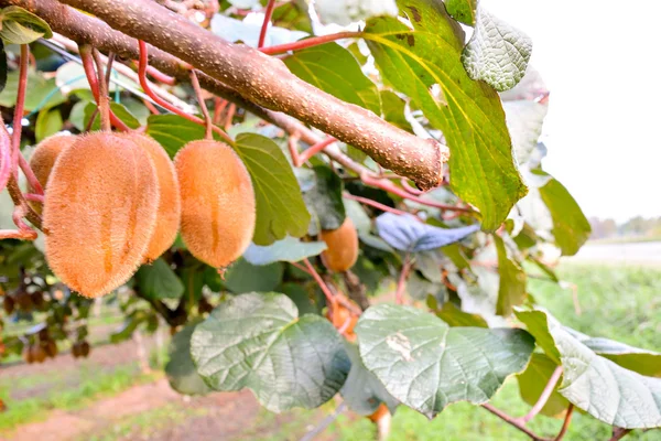 Kiwi-Obstplantaionsbaum — Stockfoto