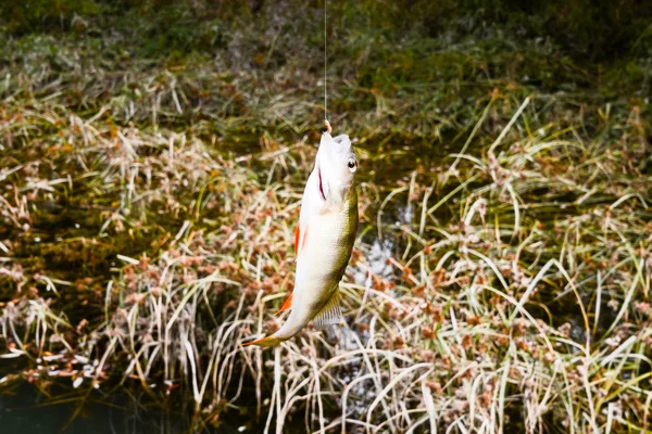 Peixe capturado por um pescador — Fotografia de Stock