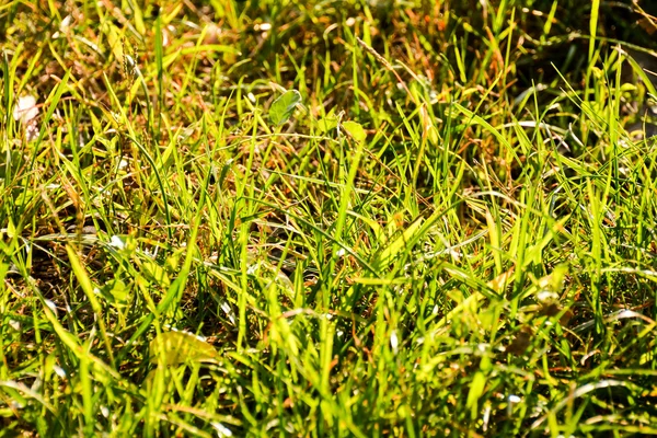 Green Grass Pattern Texture — Stock Photo, Image