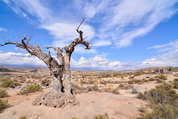 Пустеля Tabernas в Альмерії провінція Іспанії — стокове фото