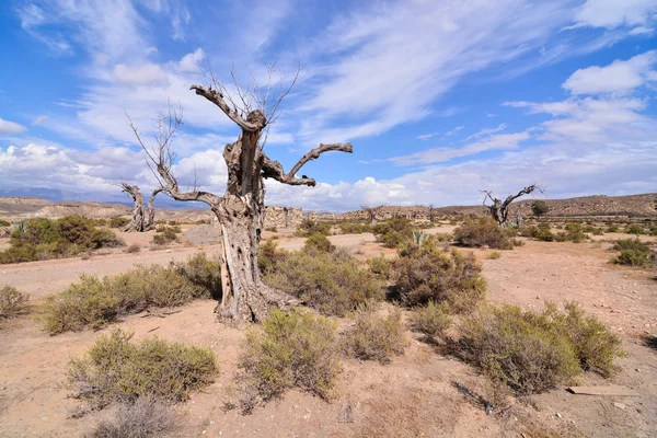 Пустеля Tabernas в Альмерії провінція Іспанії — стокове фото