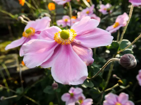 Blommande blomma bakgrund — Stockfoto