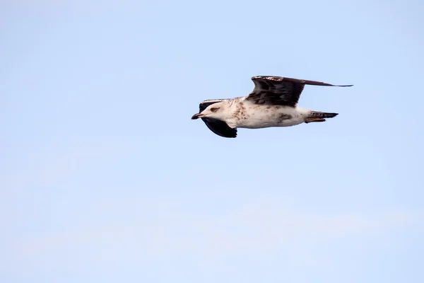 Чайка водяная птица — стоковое фото