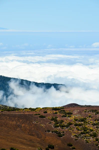 Hoge wolken over dennenbos met naaldbomen — Stockfoto