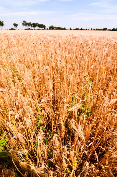 Campo de trigo texturizado —  Fotos de Stock