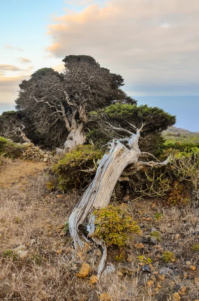 Gnarled jeneverbes boom gevormd door de wind — Stockfoto