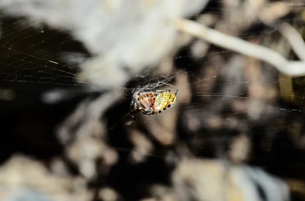 Aranha e teia — Fotografia de Stock