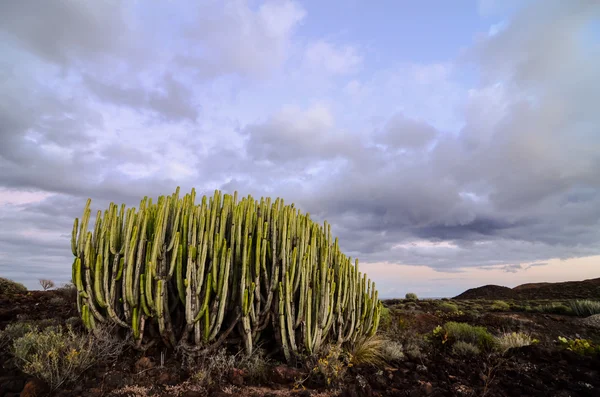 Kalme cactus woestijn zonsondergang — Stockfoto