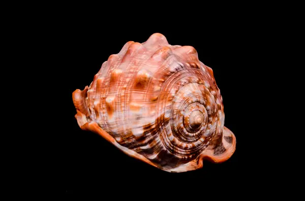 Orange Conch Sea Shell — Stock Photo, Image