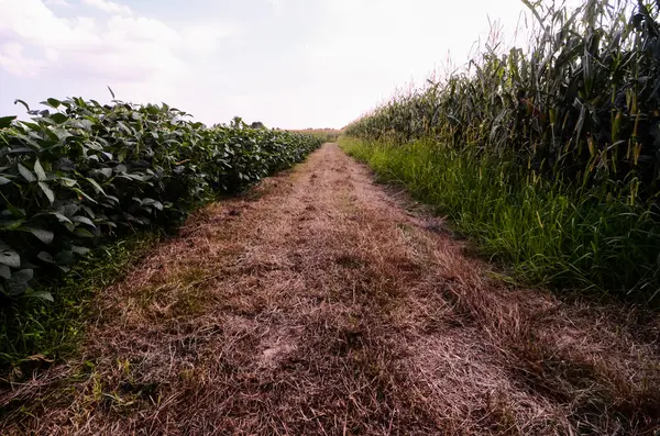 Countryside Dirty Road — Stock Photo, Image