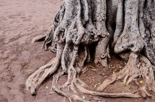 Root of the Tree — Stock Photo, Image