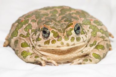 Common European Toad clipart