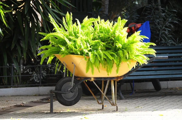 Carrinho de mão cheio de plantas — Fotografia de Stock