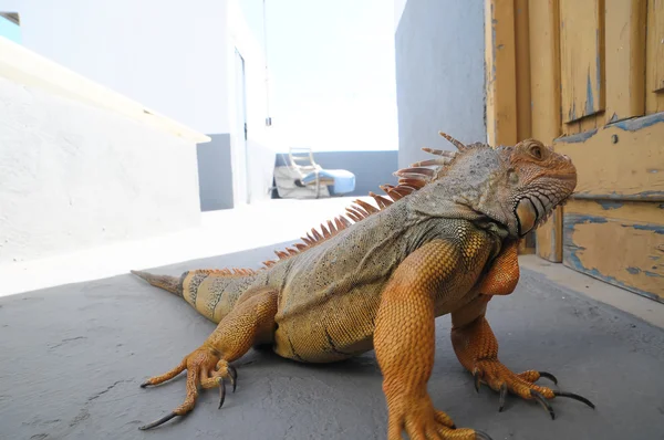 Jeune homme coloré Iguana — Photo