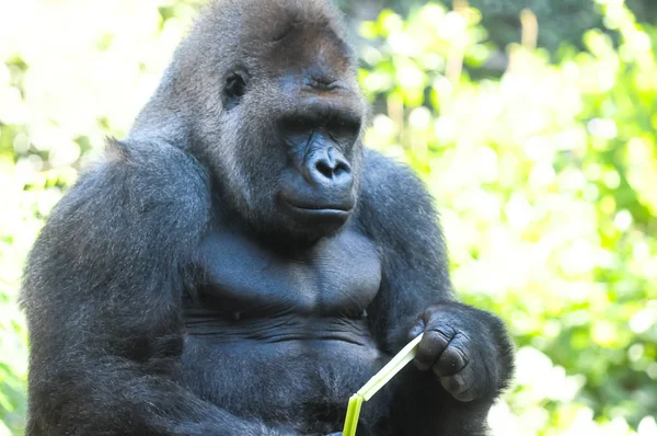 Silný dospělý černá gorila — Stock fotografie