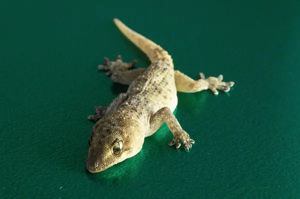 Lagarto Gecko gris — Foto de Stock