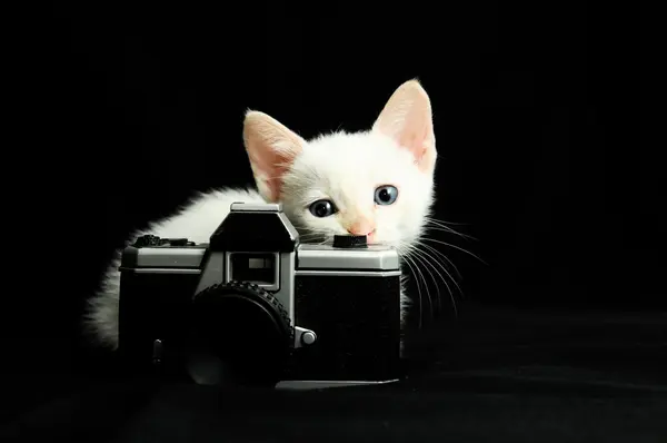 White Young Baby Cat — Stock Photo, Image