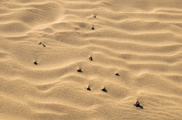 Sand Dune Desert Texture — Stock Photo, Image