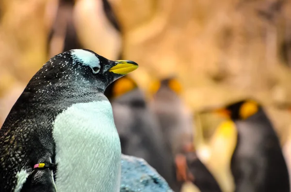 Pingüino blanco y negro — Foto de Stock