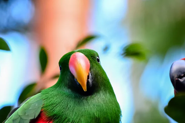 Parrot tropische vogel — Stockfoto