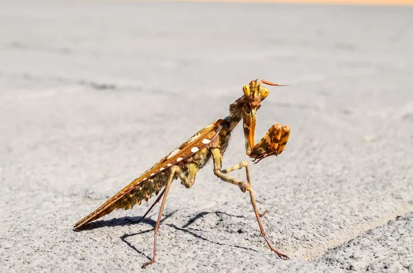 Insecto Mantis Religiosa —  Fotos de Stock