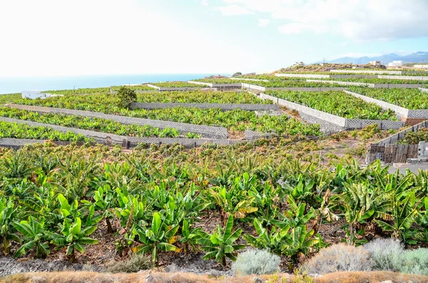 Campo di piantagione di banane — Foto Stock