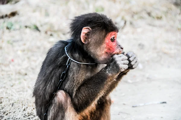 Macaco acorrentado, Vietname — Fotografia de Stock