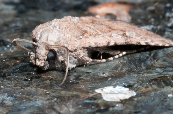 Noche insecto marrón polilla — Foto de Stock