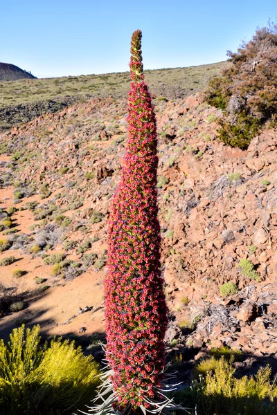 Tajinaste květ z ostrova Tenerife — Stock fotografie