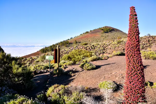 Tajinaste květ z ostrova Tenerife — Stock fotografie