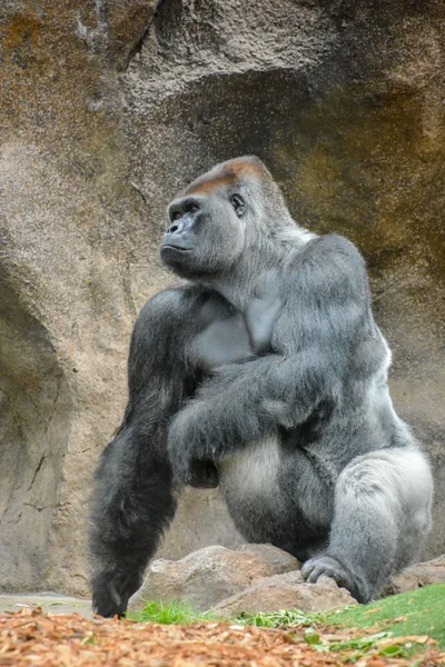 Starker erwachsener schwarzer Gorilla — Stockfoto