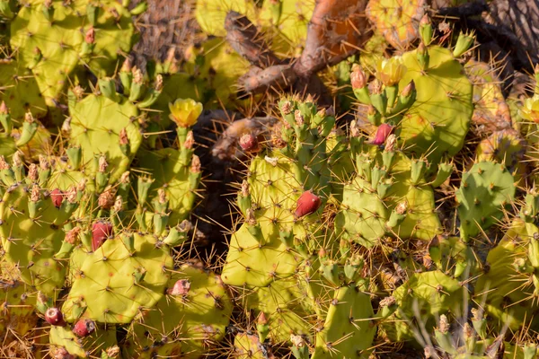 Gröna fikonkaktus kaktusar blad — Stockfoto