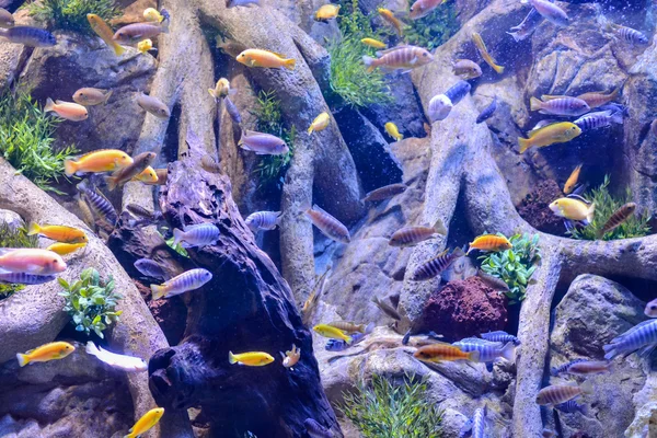 Fische im Aquarium — Stockfoto