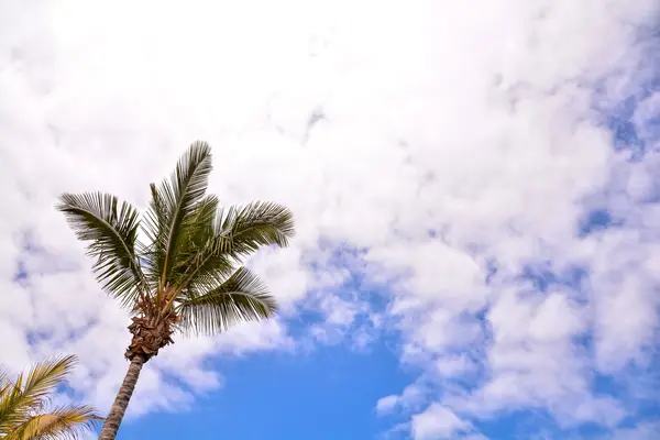 Green Palm Canarian Tree — Stock Photo, Image