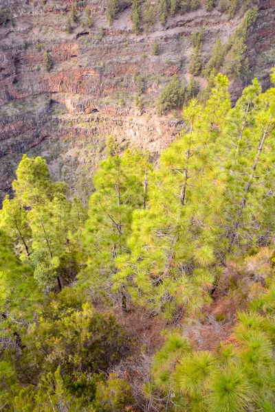 Vista del árbol de pino — Foto de Stock