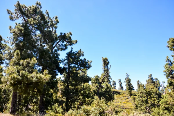 Vista del árbol de pino — Foto de Stock