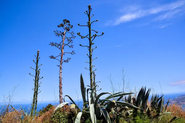 Ageve サボテンの植物の開花 — ストック写真