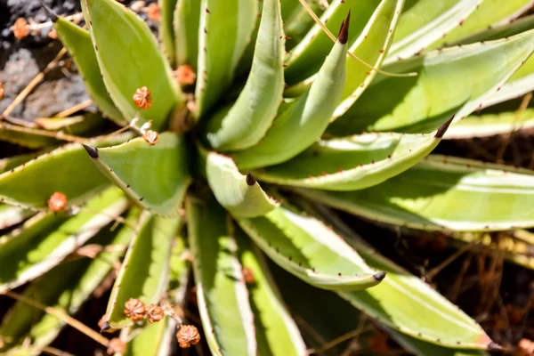 Texture du cactus Contexte — Photo