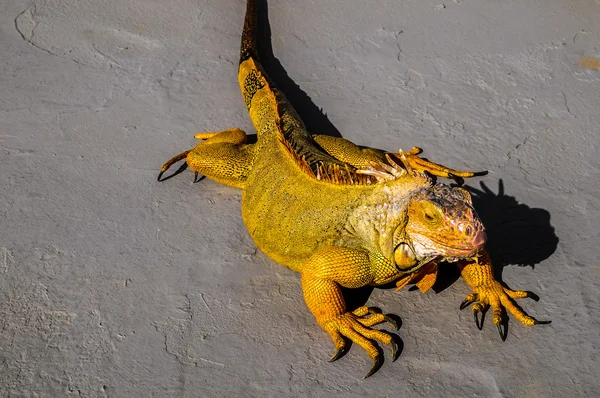 Jeune homme coloré Iguana — Photo