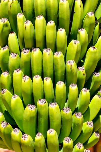 Banánové plantáže pole — Stock fotografie