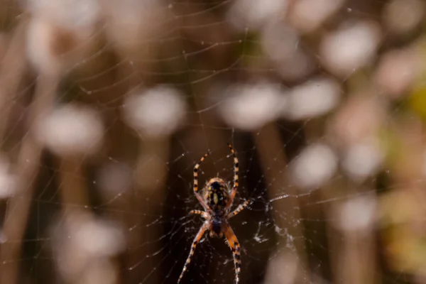Aranha e sua teia — Fotografia de Stock