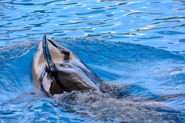 Däggdjur Orca späckhuggare fisk — Stockfoto