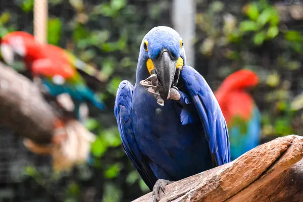 Farbiger tropischer Papagei — Stockfoto