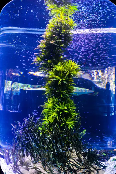 Aquarium vol met mooie tropische vissen — Stockfoto