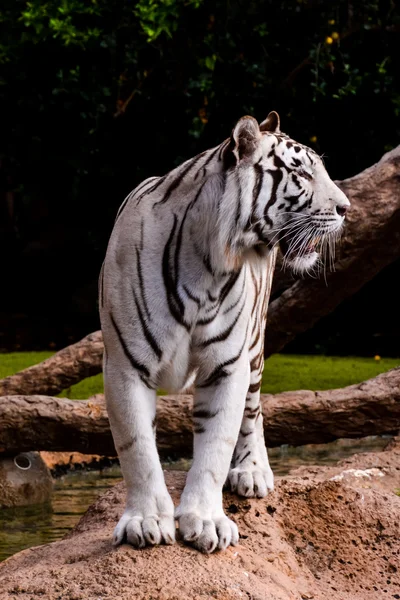 Zeldzame wit gestreept wilde tijger — Stockfoto