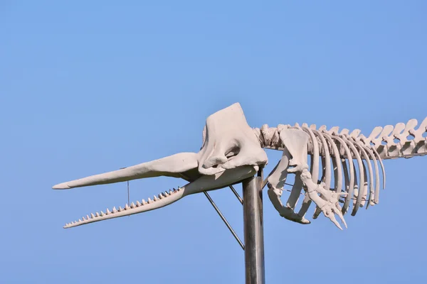 Squelette de mammifère baleine — Photo